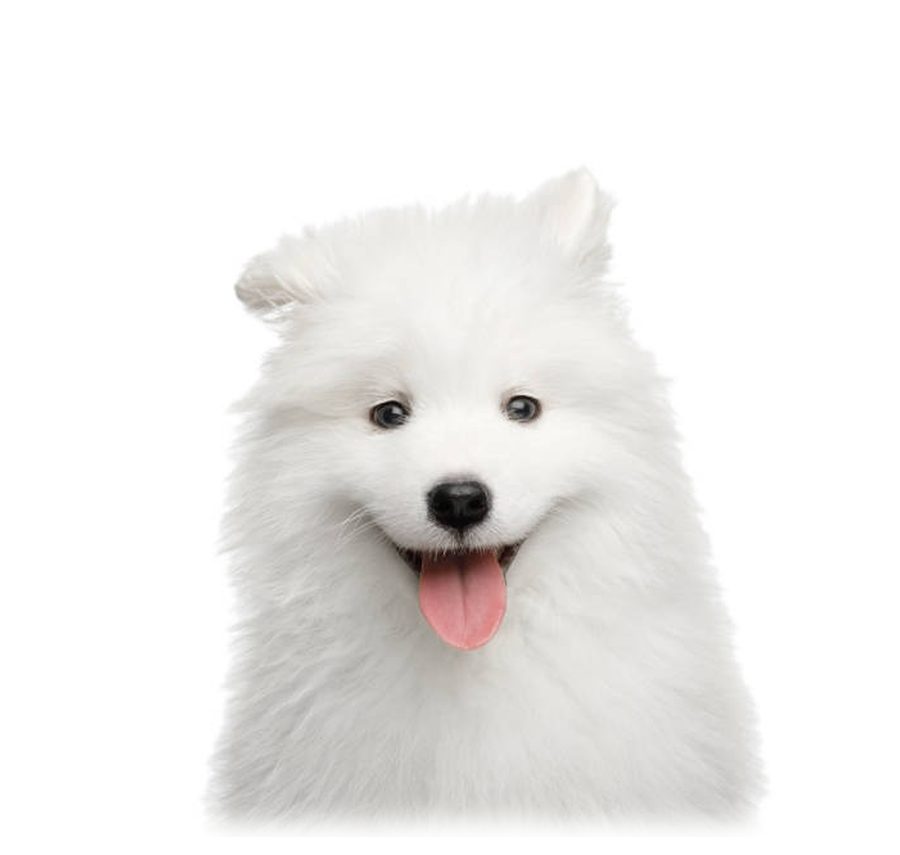 Fluffy white Samoyed puppy