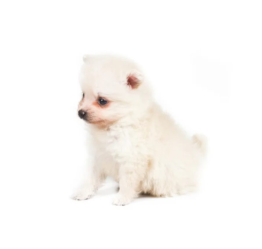Cream Pomeranian puppy